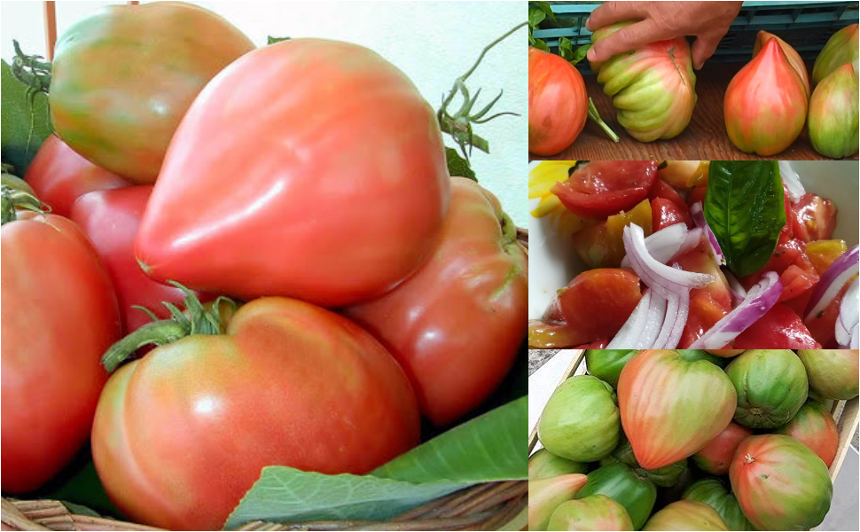 Pomodoro di belmonte DECO