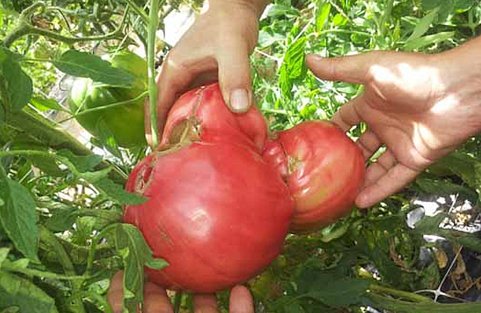 Pomodoro di belmonte3