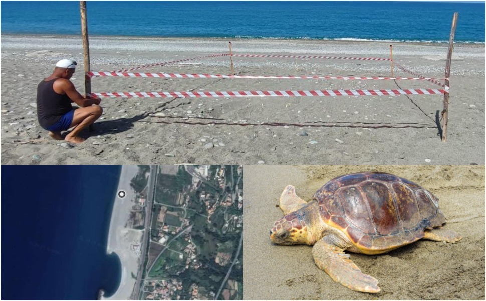 Tartaruga caretta caretta paola