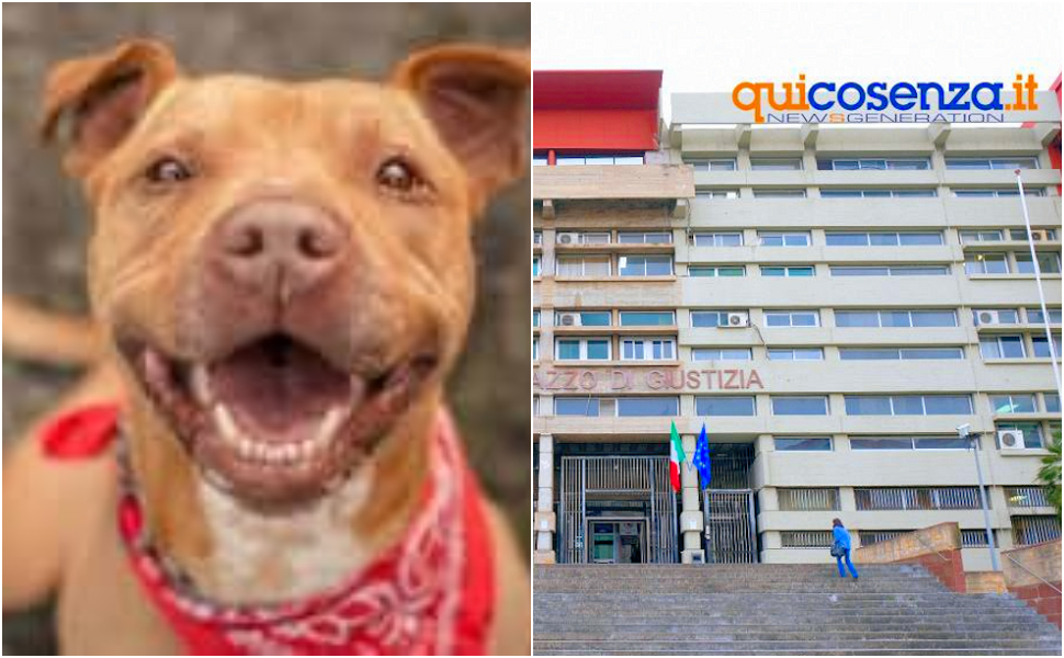 Tribunale-Cosenza-processo-Lea.