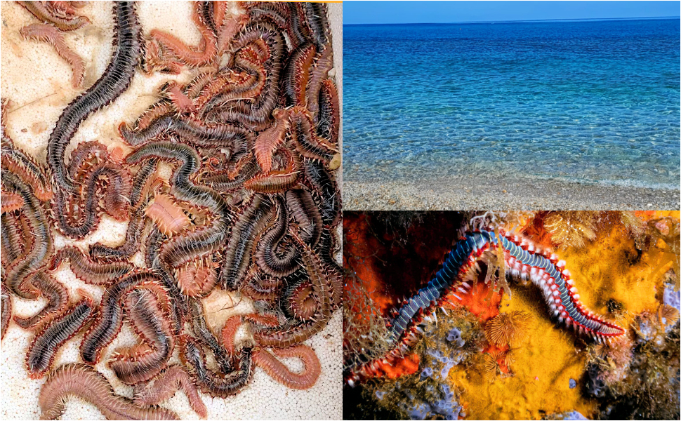 Vermocane mare Calabria