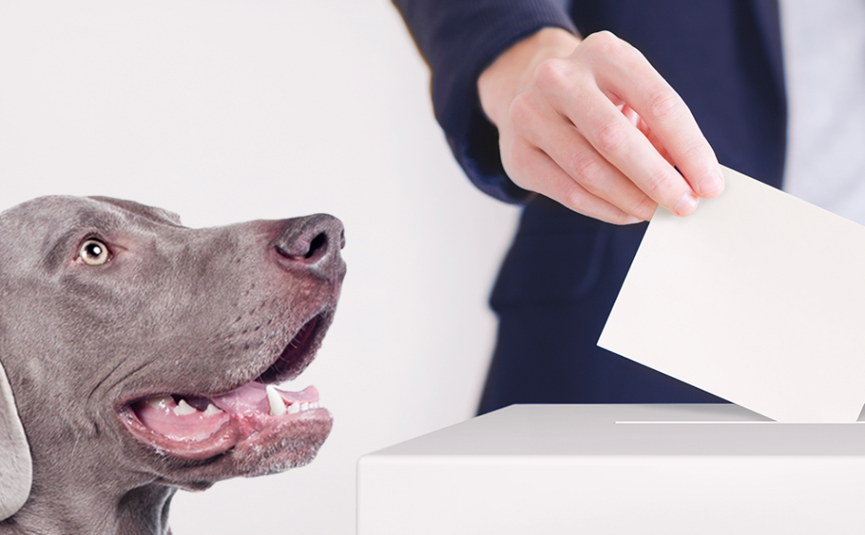 cane al seggio elettorale