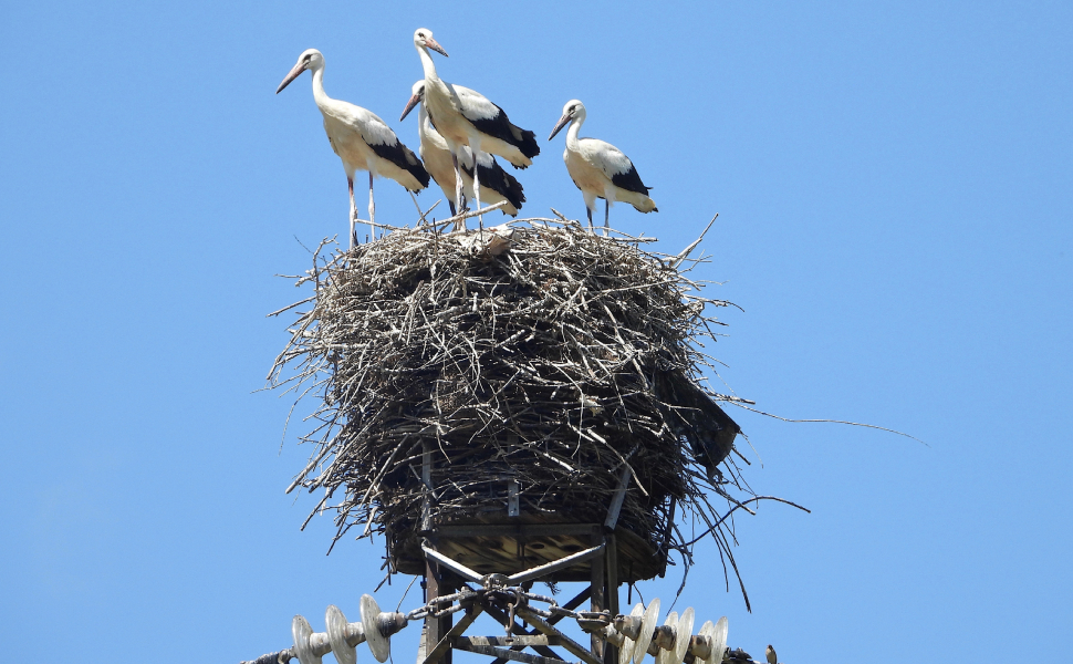 cicogna bianca a lattarico