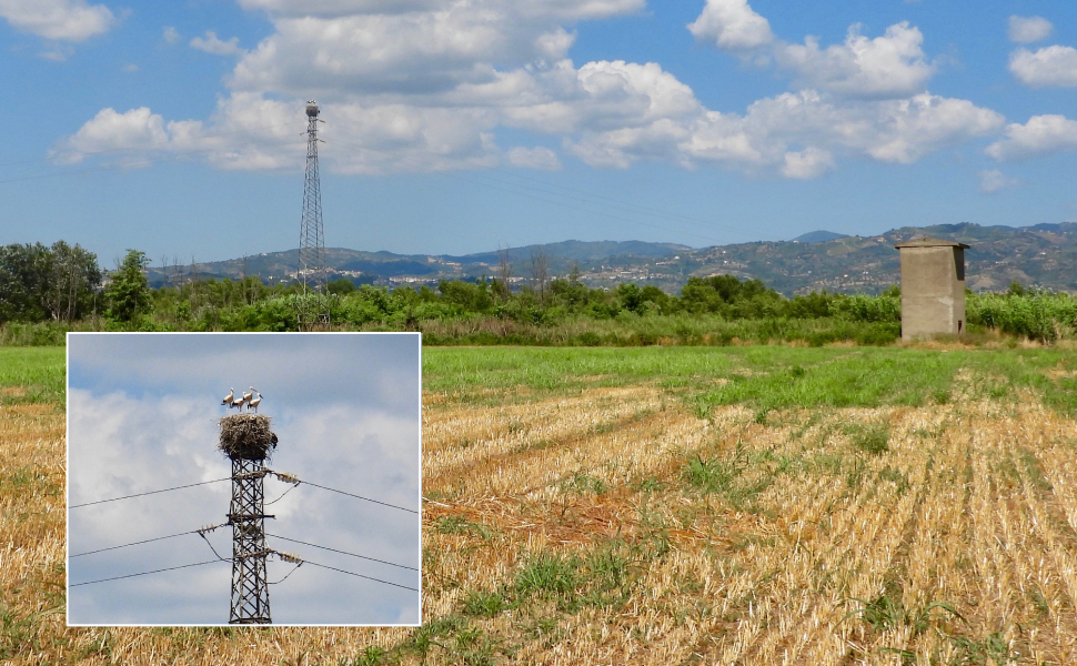lattarico cicogna bianca 01