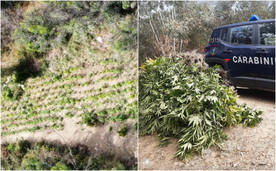 marijuana piantagione crotone