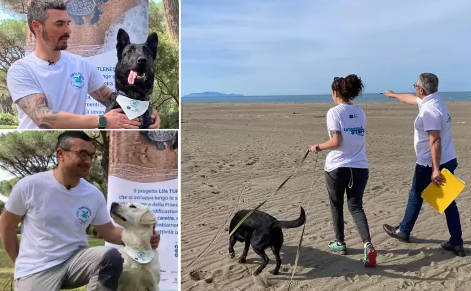 tartadogs legambiente tartarughe marine