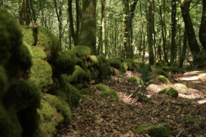 Aspromonte AnticheMuraRomane 21