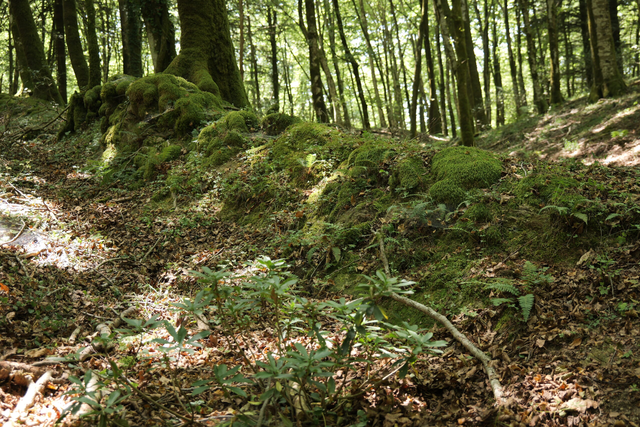 Aspromonte AnticheMuraRomane 23 1 scaled