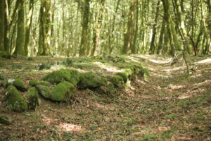 Aspromonte AnticheMuraRomane 34