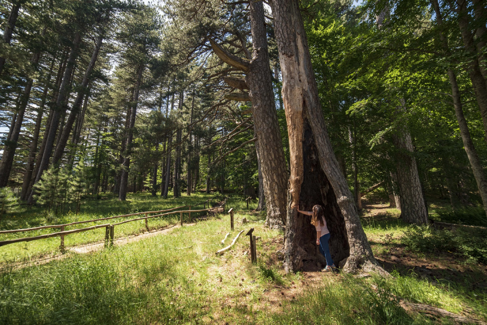 Giganti della Sila Spezzano della Sila