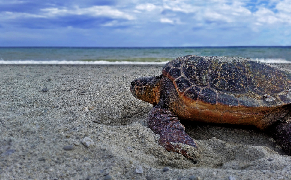 Tartaruga-caretta-caretta
