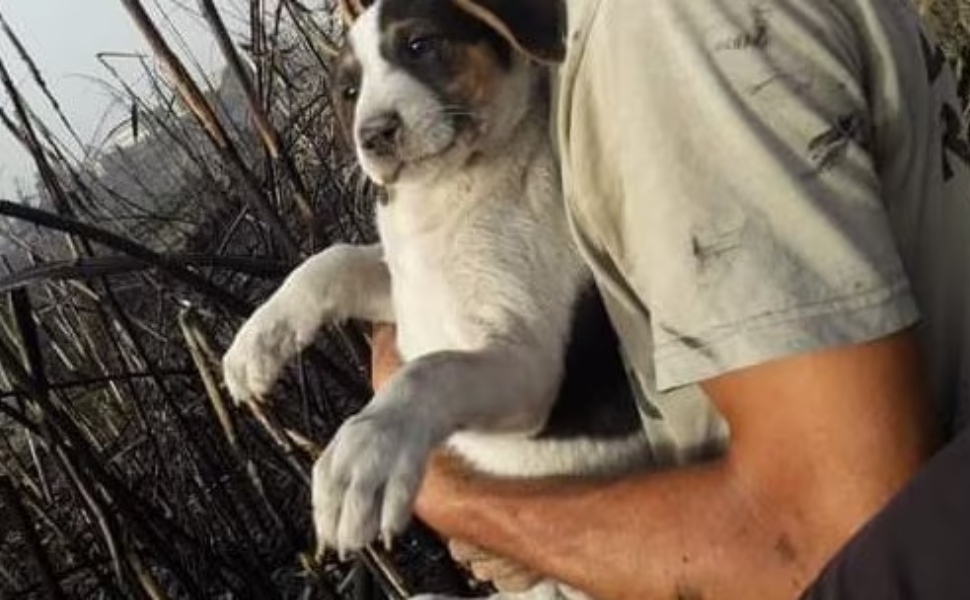 animali-incendi-calabria.