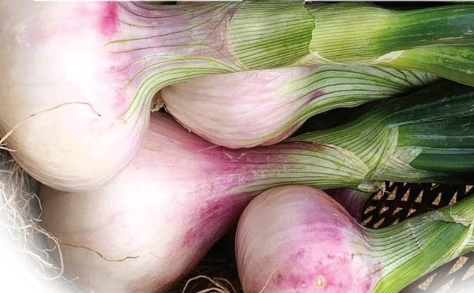 cipolla bianca castrovillari