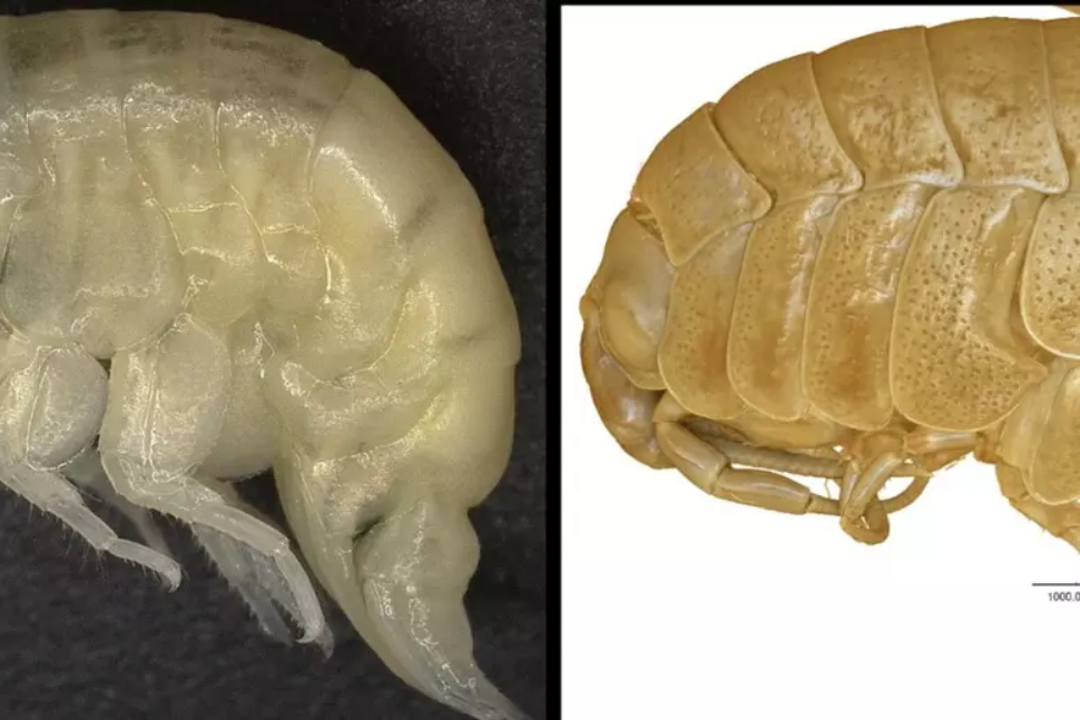 Scoperta una nuova specie di gamberetto antartico: nel gruppo di ricerca anche l'Unical 69 crostaceo