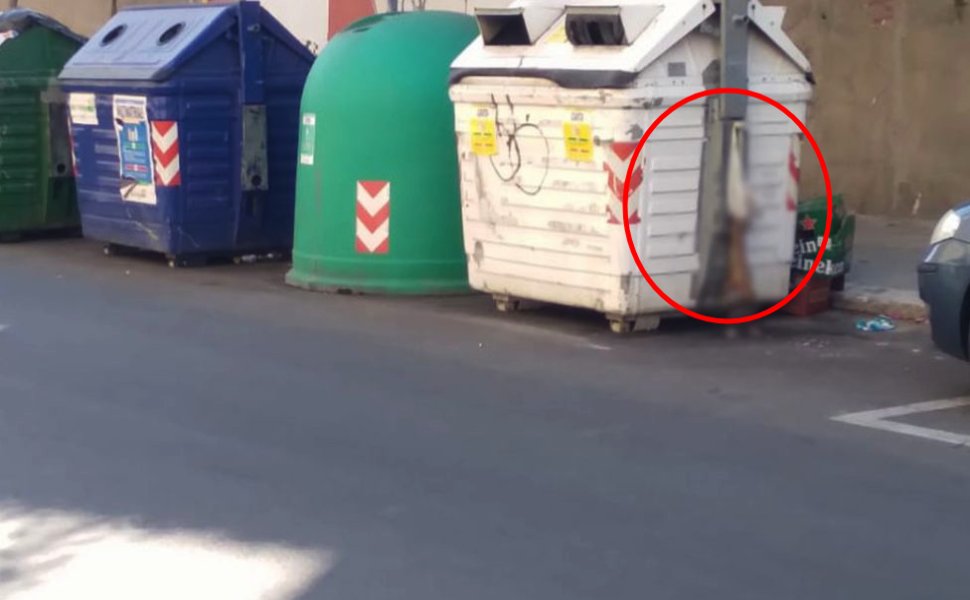 gatto cassonetto crotone