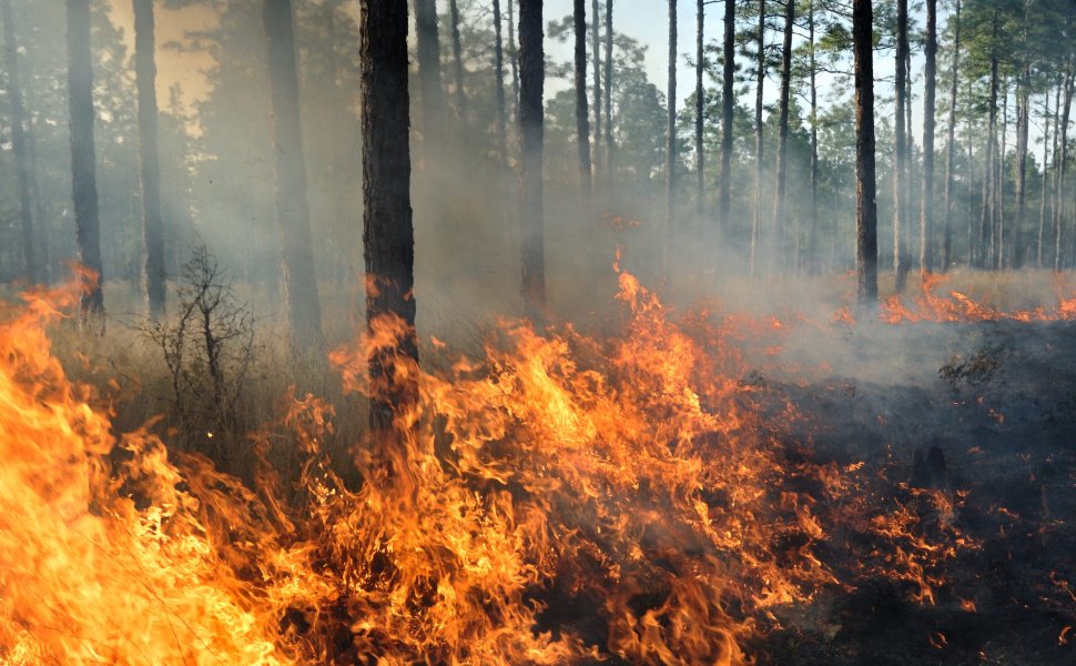 incendi boschi animali selvatici
