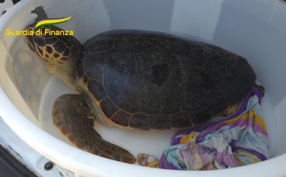 "Ohana" ritorna in mare dopo le cure, rilasciato l'esemplare di caretta-caretta 2 ohana tartaruga 2