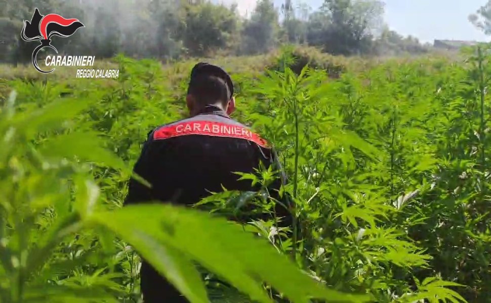 Scoperte e distrutte quattro piantagioni di marijuana, avrebbero prodotto 500mila dosi 51 piantagioni marijuana carabinieri