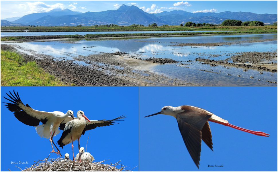 risaie cicogna bianca cavaliere itaila