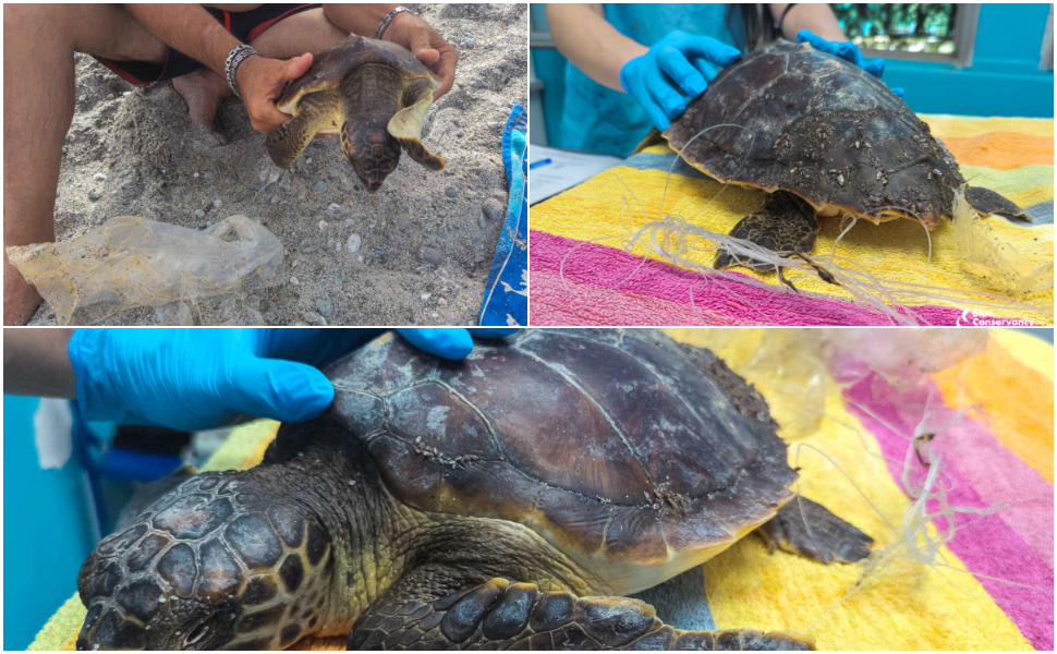 tartaruga ferita bycatch