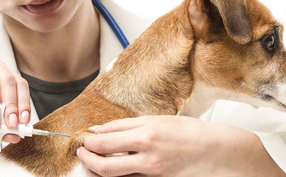 Nel 2023 abbandonati 85mila cani: Calabria tra le regioni con criticità maggiori 62 cane microchip