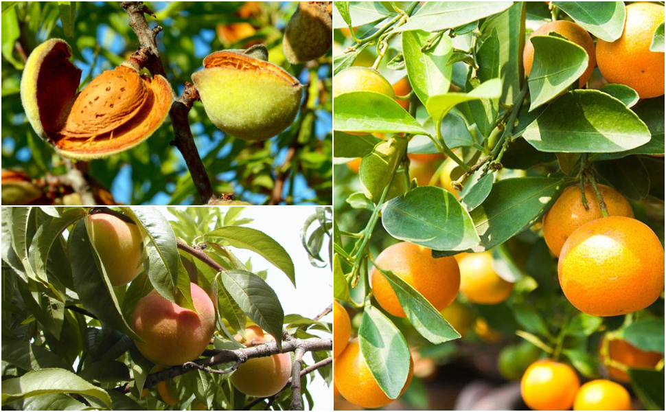 drupacee pomacee agrumi e frutta a guscio