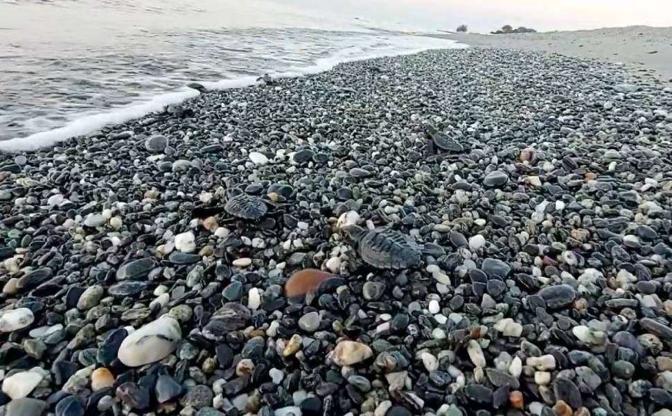Un altro 'miracolo della natura', le tartarughe appena nate vanno verso il mare - VIDEO 51 tartarughe caretta caretta condofuri