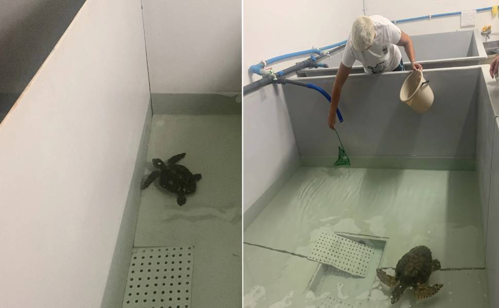 Riaperto l'Aquarium: centro di educazione all’ambiente marino e di recupero delle tartarughe 55 tartarughe marine aquarium