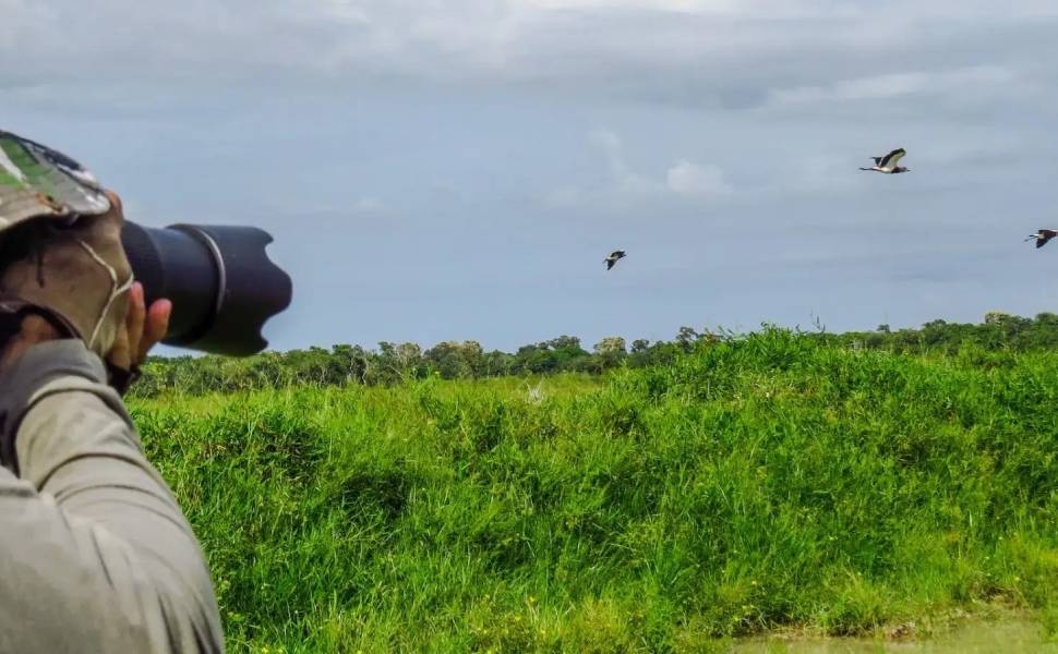 Birdwatching