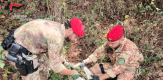 Carabinieri Droga - scoperte due Piantagioni