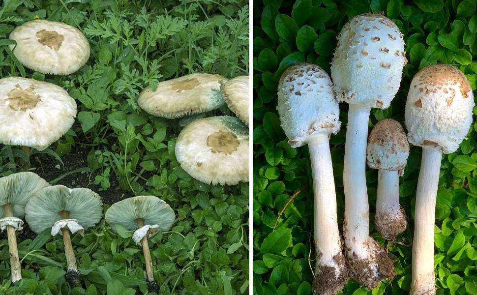 Chlorophyllum molybdites