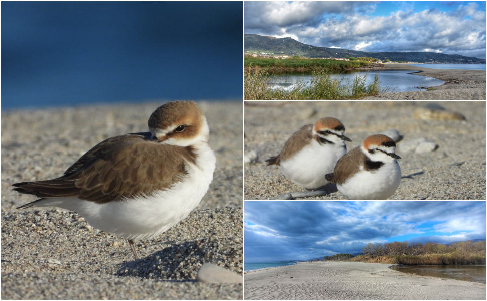 Fratino Calabria Lipu