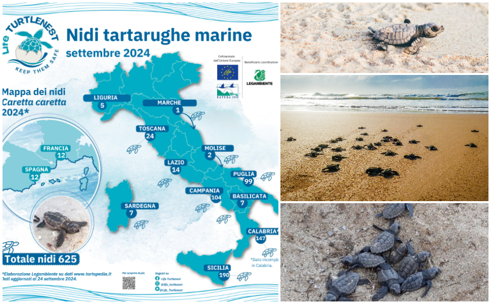 Nidi tartarughe 2024