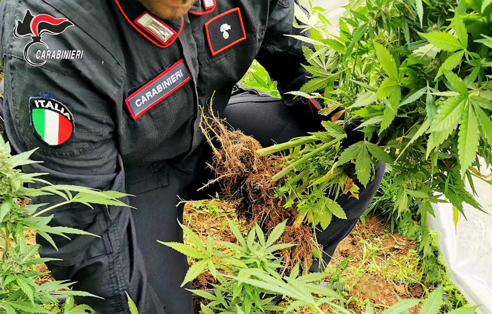 San Lorenzo del Vallo, scoperte e sequestrate in un terreno 15 piante di canapa. Arrestato 40enne 78 Piante canapa carabinieri
