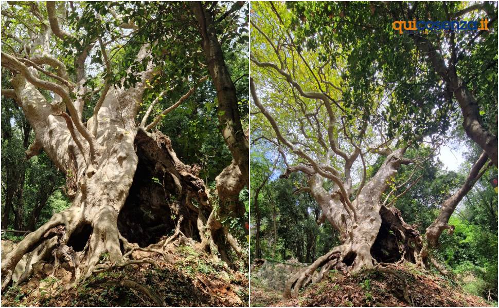 Platano di Curinga 02