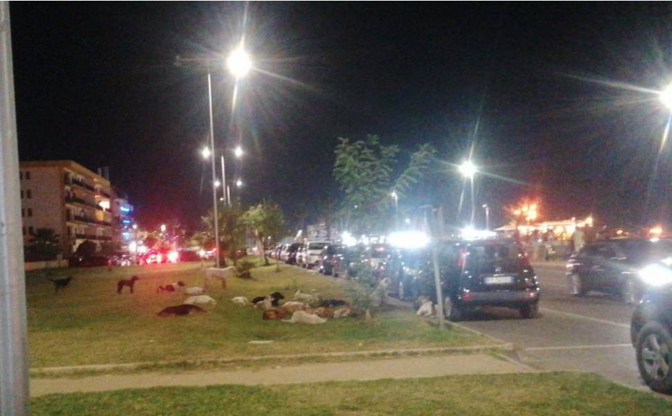 Randagismo a schiavonea corigliano rossano