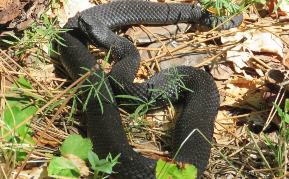 Vipera meridionale melanica ph G.Congi