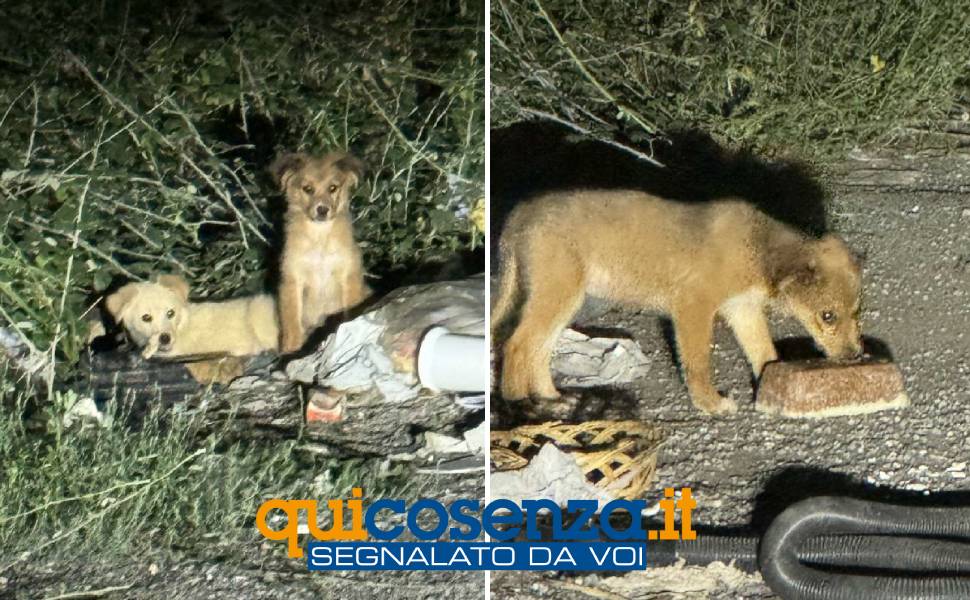 cuccioli vallone rende