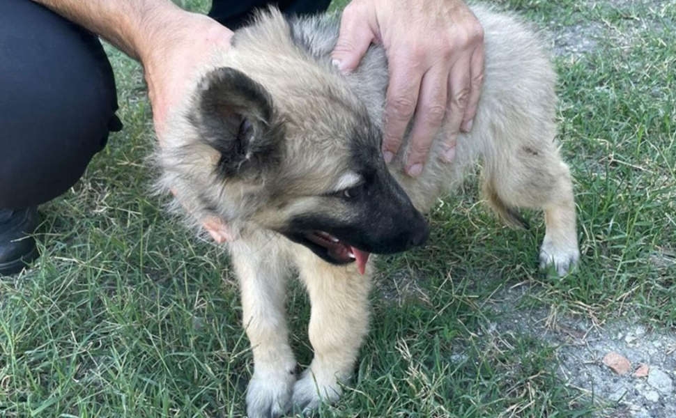 cucciolo-di-cane-smarrito