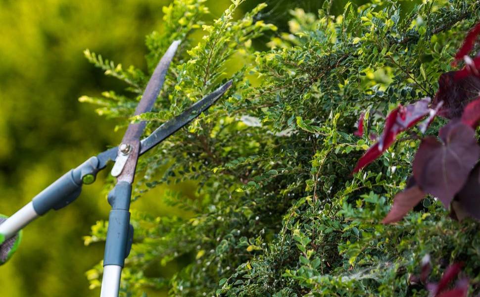 giardiniere generico