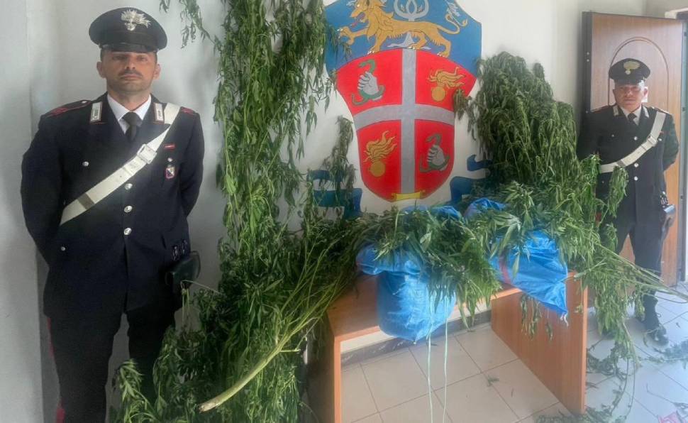 piantagione marijuana bonifati