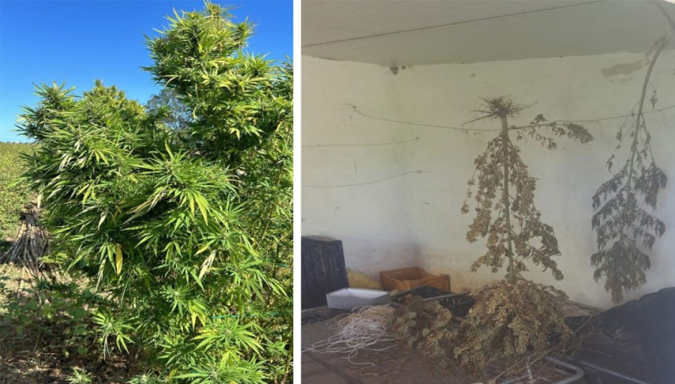 piantagionemarijuana