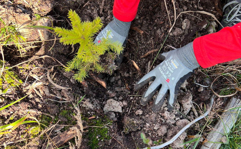 piantumazione_alberi