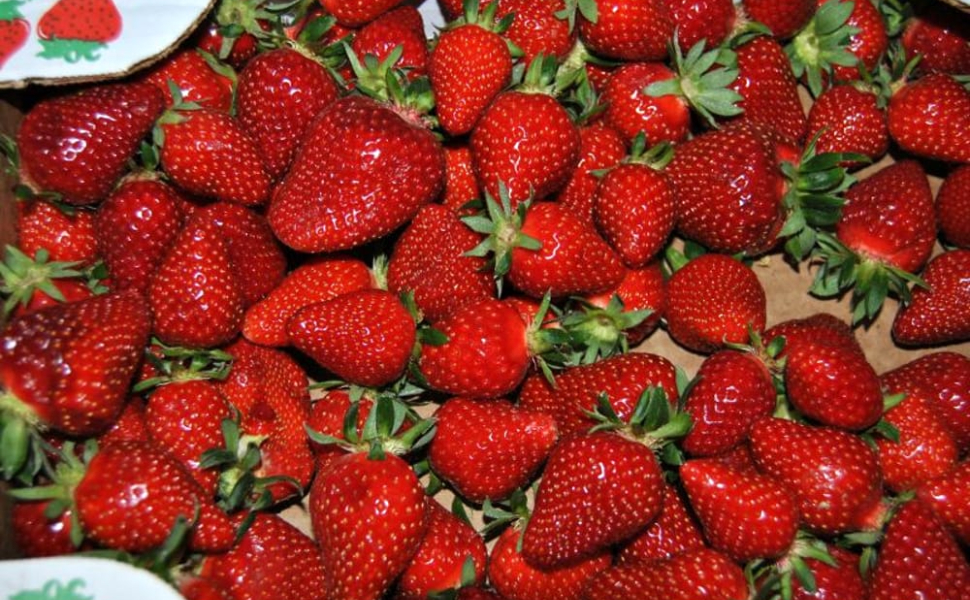 sagra-fragola-San-Giovanni-in-Fiore