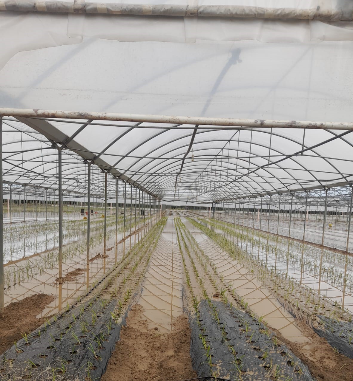 IMG 20241022 WA0028 1