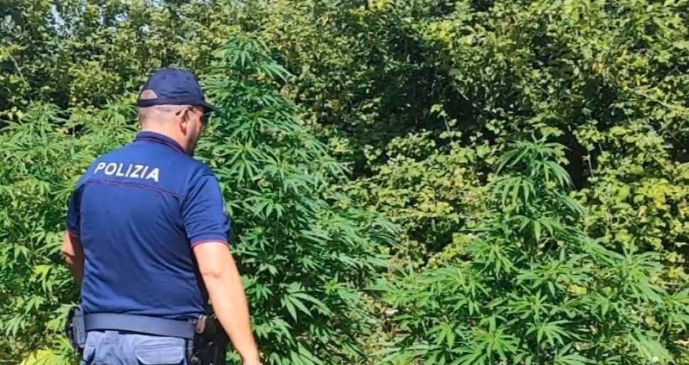 PIANTAGIONE-MARIJUANA