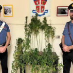 Marijuana Carabinieri