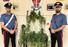 Marijuana Carabinieri