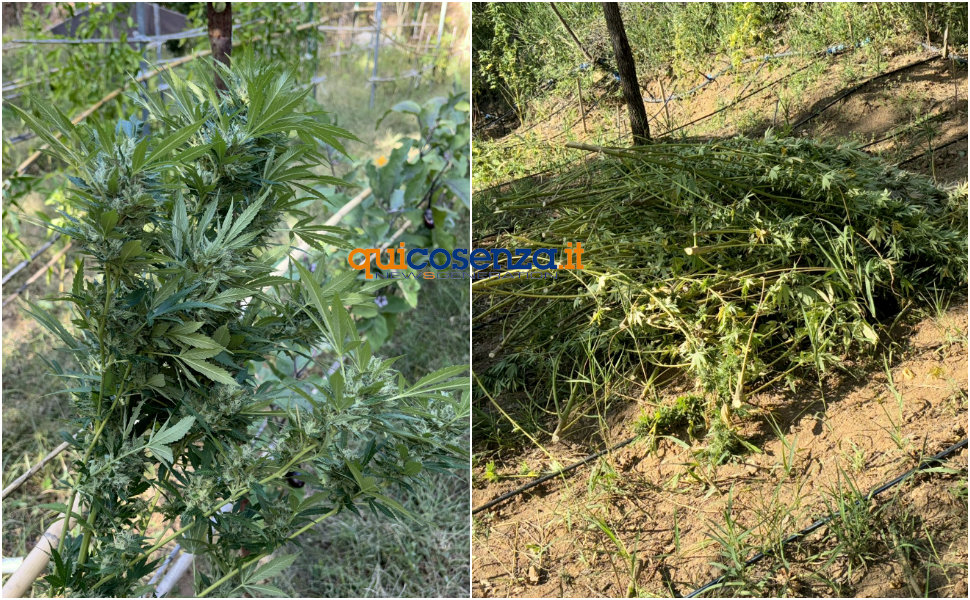 Piante Cannabis Cosenza SantIppolito