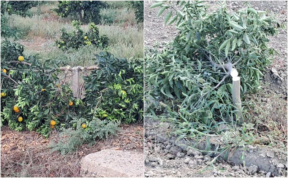 Piante agrumi recise